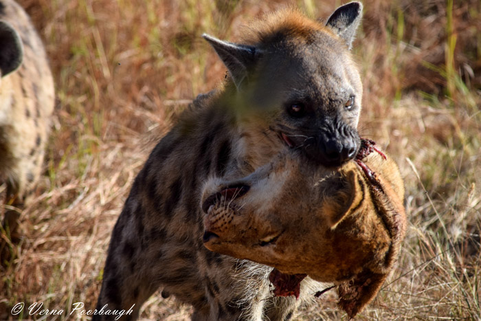 lion-head-hyena