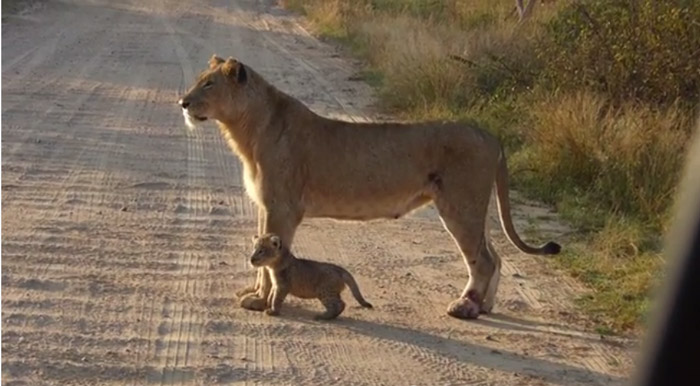 Video Adorable Lion Cub With Its Mom Africa Geographic 