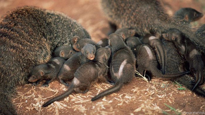 female mongoose breed with males outside of their pack