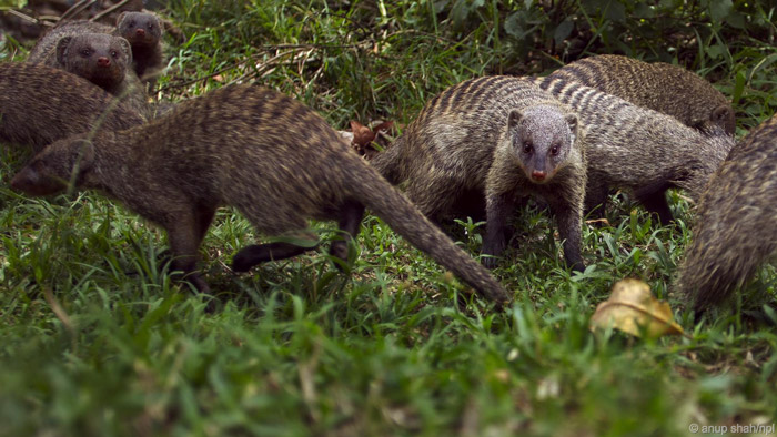 mongoose risk lives to breed