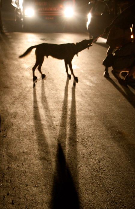 12.Rick silhouetted by the headlights of a waiting truck. He is pulling at his toy, the reward for finding a stash of four live pangolins squeezed into a raffia sack beneath a heap of luggage in the back of a taxi. 