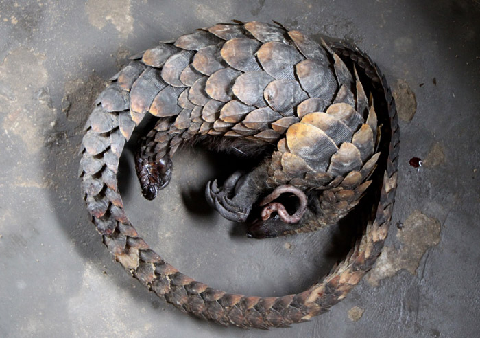 A long tailed pangolin (Uromanis tetradactyla) confiscated at a roadblock in Madingou-Kayes north of Pointe-Noire.
