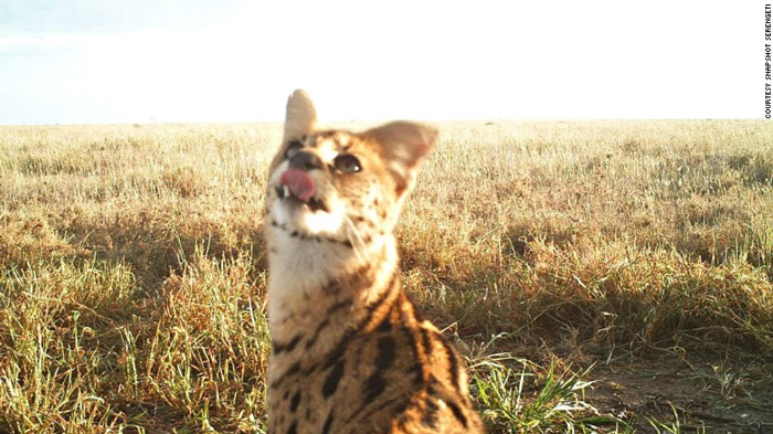 serval-selfie
