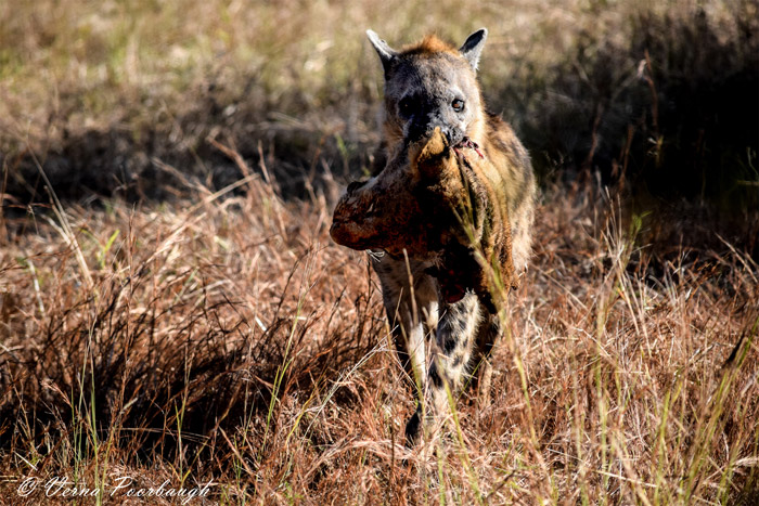 spotted-hyena-lion-head