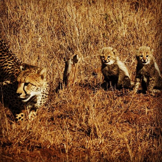 cheetah-cubs-at-rhino-river-lodge