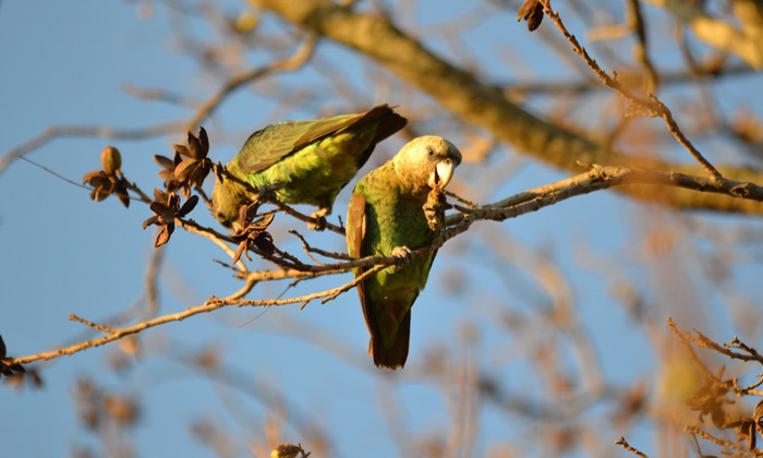 A pair of wild Cape parrot, Poicephalus robustus, dine on fruits. © Colleen Downs/Willem Coetzer at al/PLoS ONE 2015