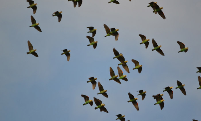 A flock of wild cape parrots, Poicephalus robustus, flies overhead. © Colleen Downs/Willem Coetzer at al/PLoS ONE 2015