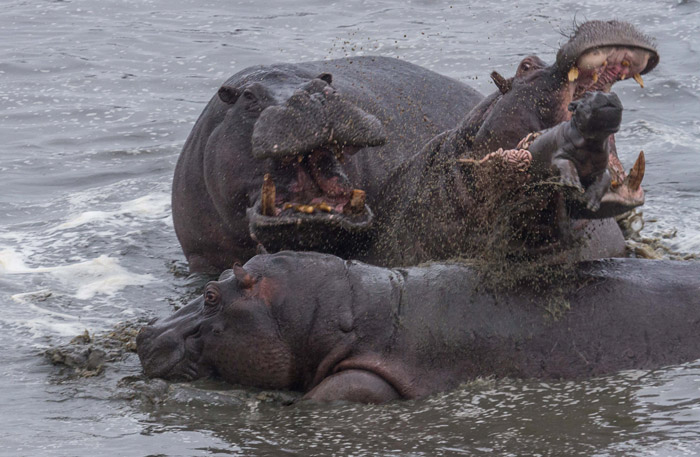 hippos-attacking-baby-hippo-hwanga