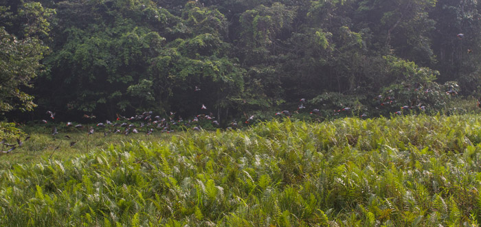 This was largest group of parrots we observed at Aikongo in late June. It is likely that many of these individuals have already been caught © Andrew Bernard