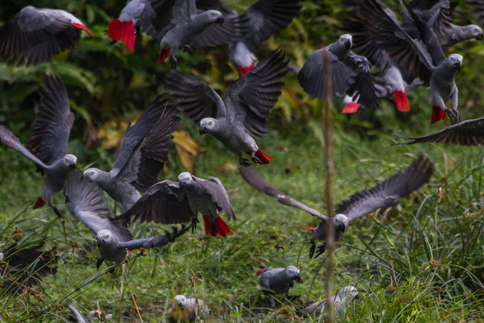 African Grey Parrots descend to the ground at the Aikongo forest clearing, northwest of the Lomami Park. © A Bernard
