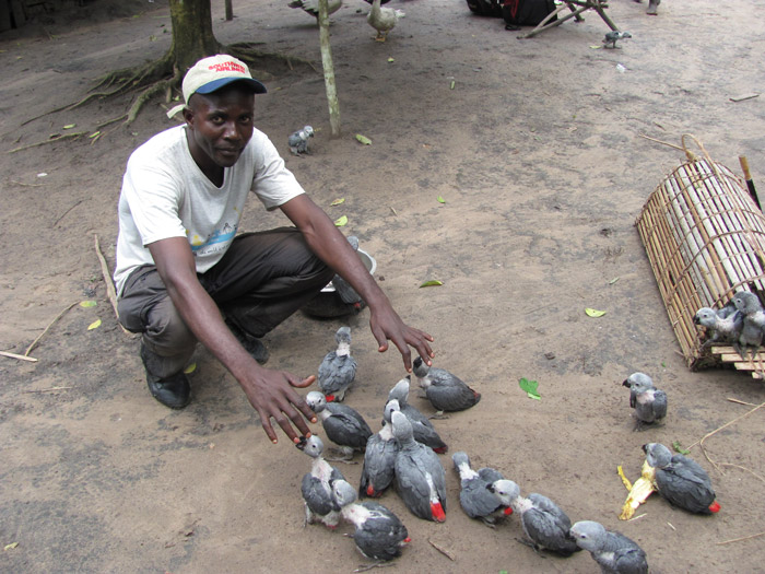 Mustapha, member of our team, with African Grey chicks the day after their capture. © Illdefonse