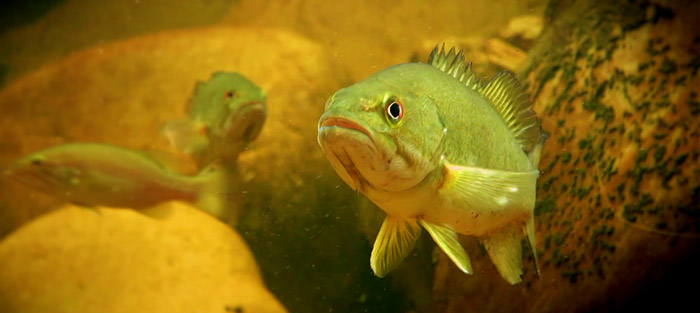 Smallmouth bass have eaten their way through our fragile native fish populations.