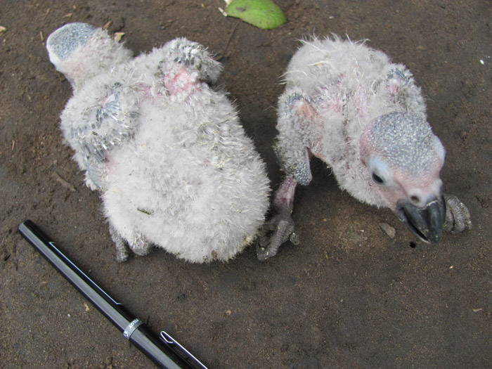 African Grey Parrots captured too young and close to death. © Mustapha