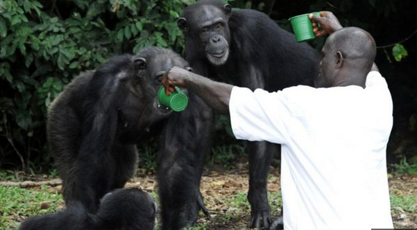 Lab Chimps Stranded On Liberia's Islands - Africa Geographic