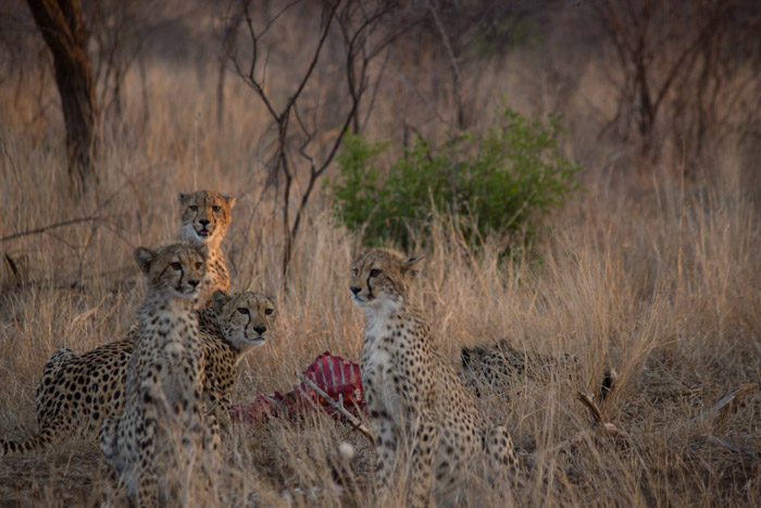 cheetah-and-cubs