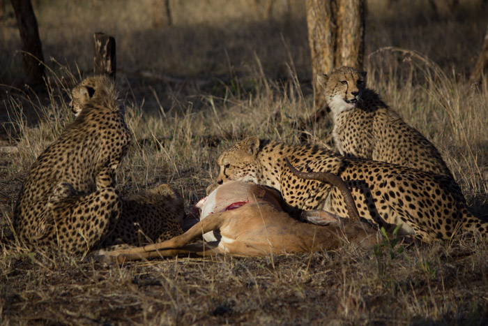 cheetah-impala-kill