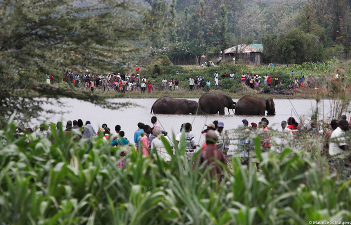 elephant-stuck-in-dam-laikipia