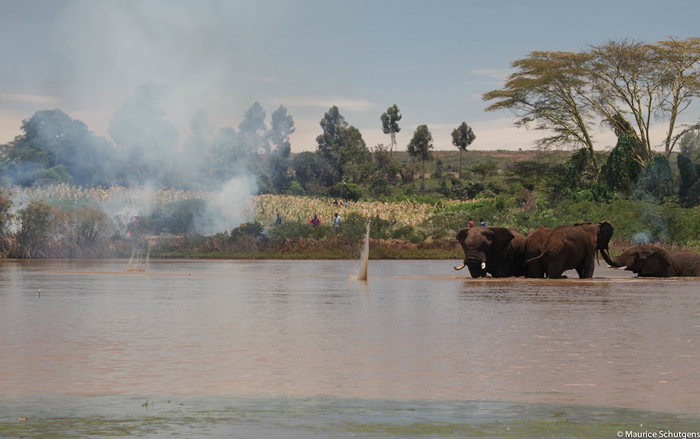 elephants-trapped-in-dam