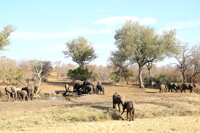 It's Thirsty Work Being An Elephant - Africa Geographic