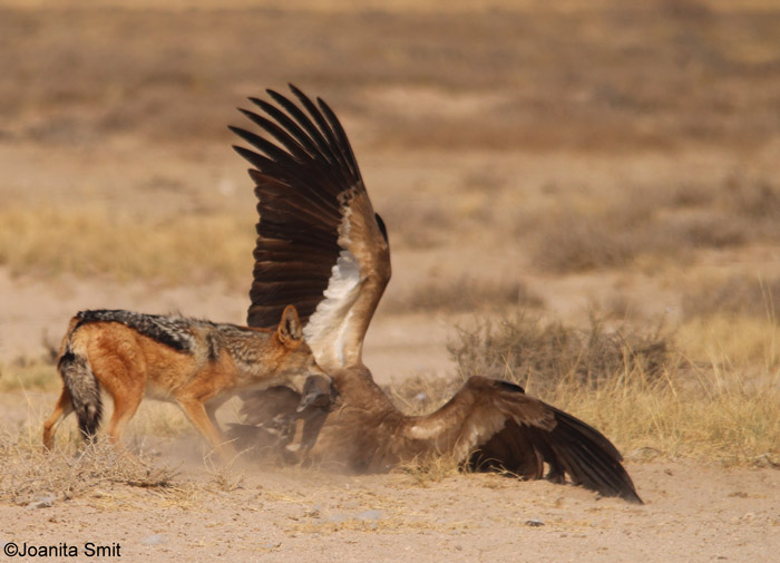 ⚡ Vulture Attacks Jackal jackal-versus-vulture