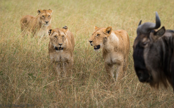 A hunting lesson for young lions - Africa Geographic