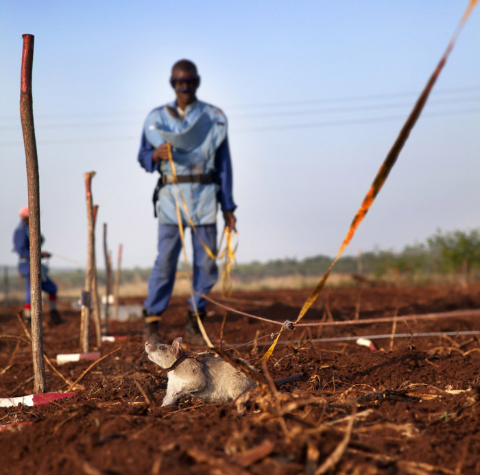 maputo-rats-sniffing-out-landmines