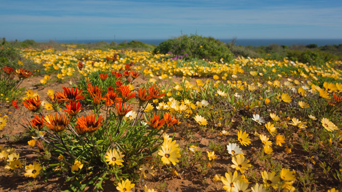 The magic tapestry of Namaqualand - Africa Geographic