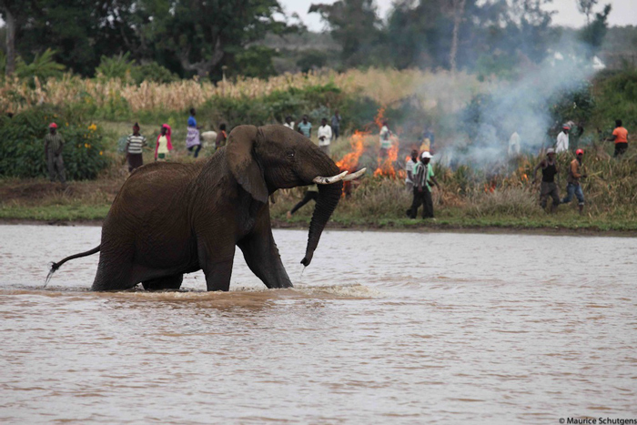 smoking-out-elephants