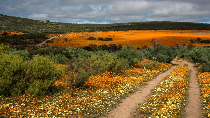 The magic tapestry of Namaqualand - Africa Geographic