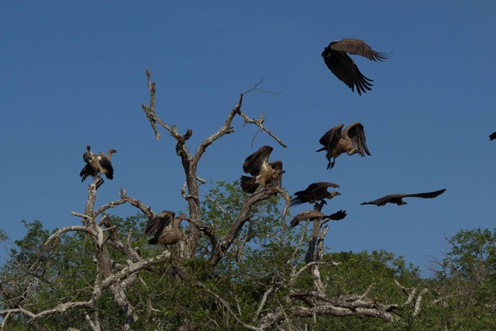 vultures-zululand