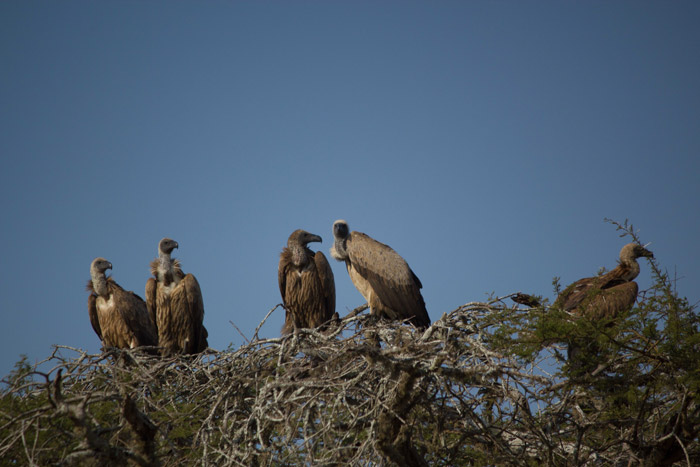white-backed-vultures-roosting
