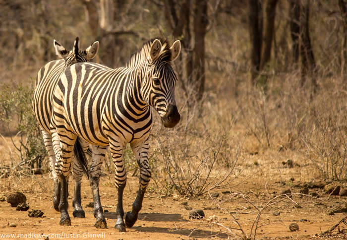 One of South Africa's top photographic experiences - Africa Geographic