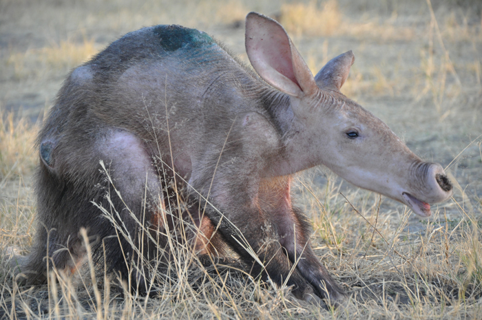 baby-aardvark