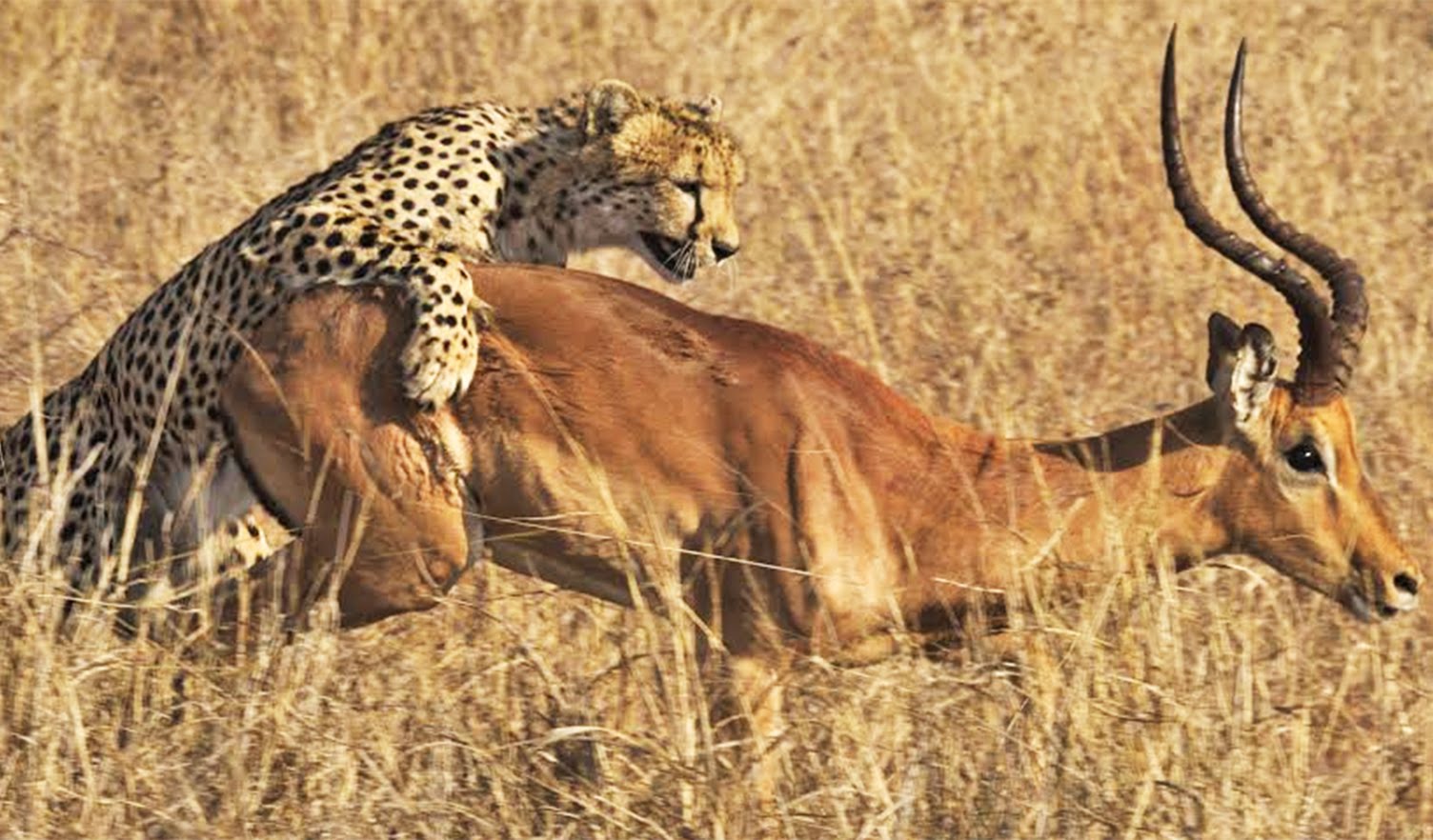 http://africageographic.com/wp-content/uploads/2015/10/cheetah4.jpg
