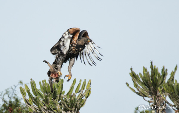 Dining With Crowned Eagles Africa Geographic