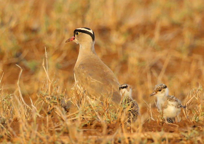 Crowned plover and chicks