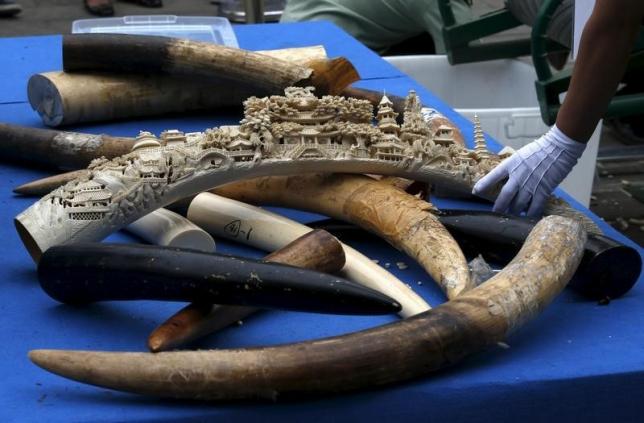 A government official picks up an ivory tusk to crush it at a confiscated ivory destruction ceremony in Beijing, China, May 29, 2015. REUTERS/Kim Kyung-Hoon