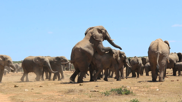 Video: elephants making more elephants in Addo - Africa Geographic