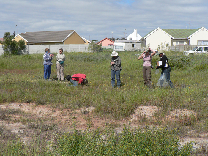 CREW volunteers searching for Lachenalia. mathewsii plants on municipal ground west of Vredenburg, Western Cape, South Africa. Picture by Ismail Ebrahim.
