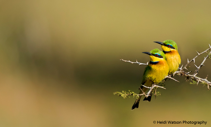 Little bee-eaters © Heidi Watson 