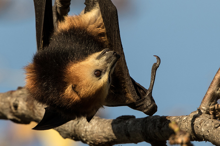 mauritian-fruit-bat