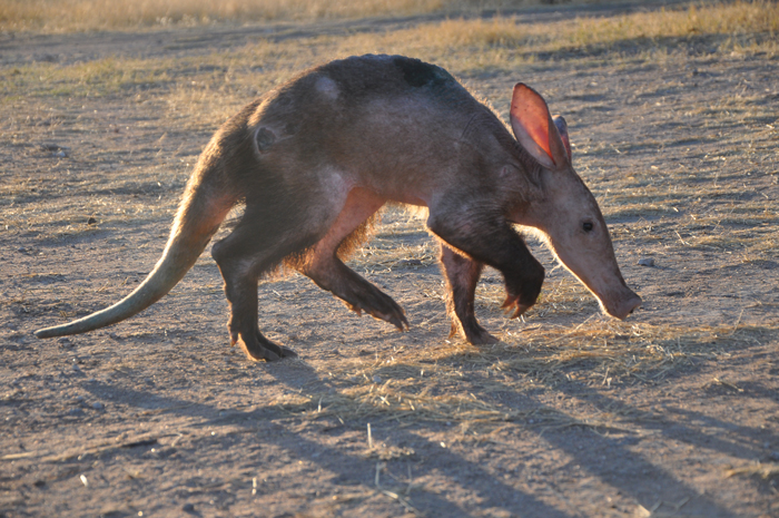rescue-baby-aardvark