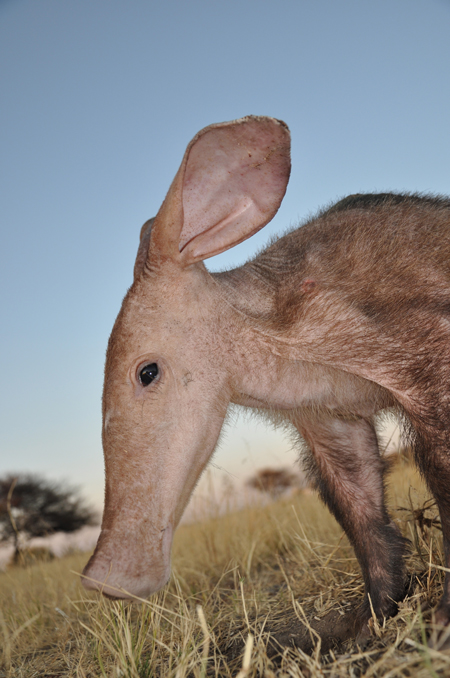 rescued-baby-aardvark