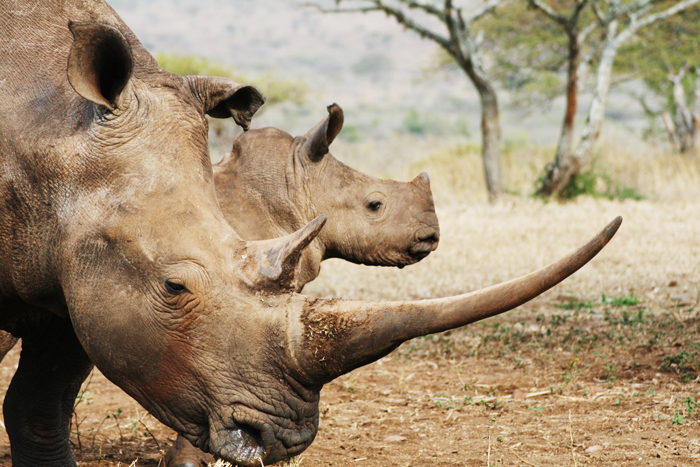 rhino-and-calf