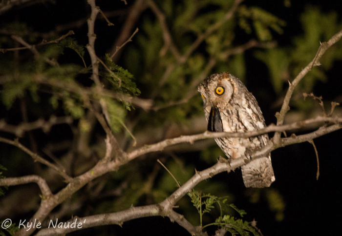 Scops owl by Kyle Naude
