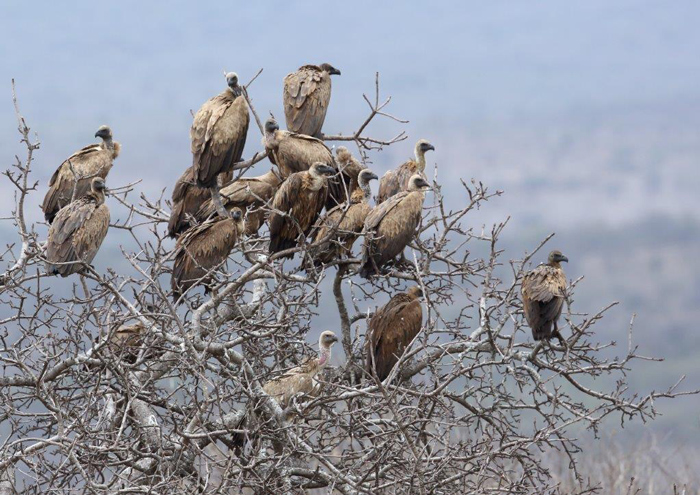 White-backed vultures by Malcolm Sutton