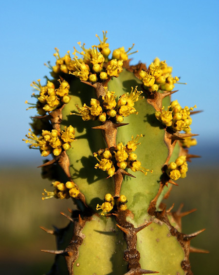 Euphorbia radyeri © Adriaan Grobler