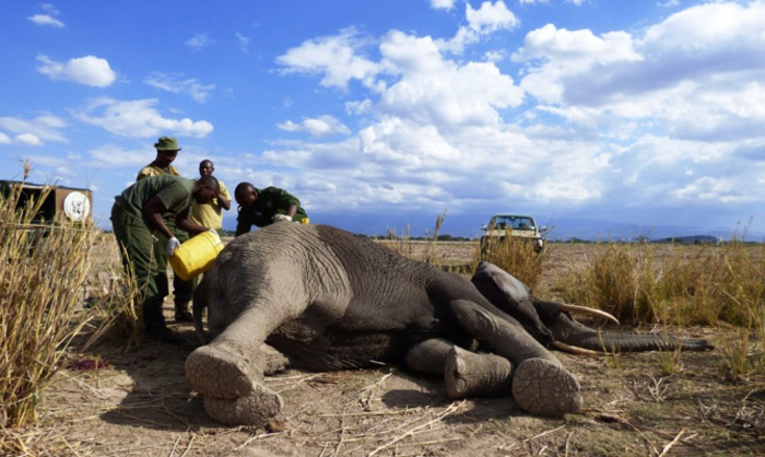 Video Saving Jetta Kenyas Teenage Elephant Africa Geographic