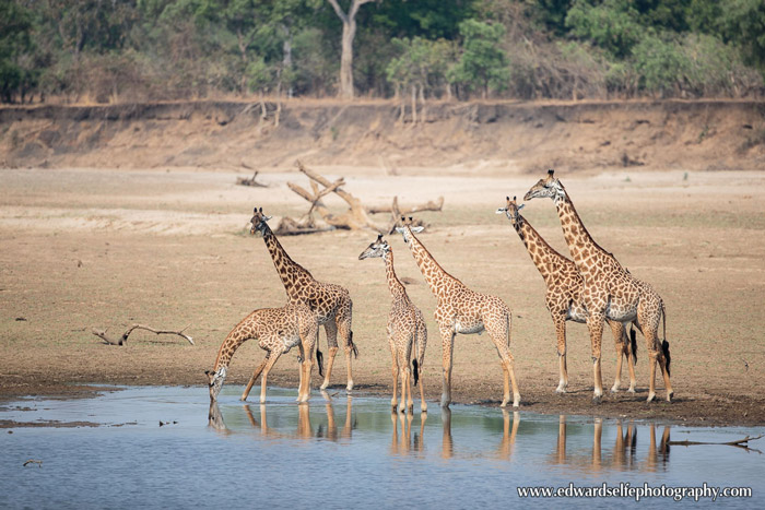 giraffes-Luangwa-River