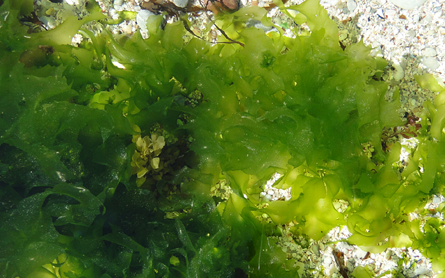 medical uses of algae